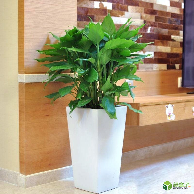 植物租賃4.jpg 植物租賃4.jpg