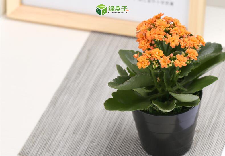 植物租賃2.jpg 植物租賃2.jpg