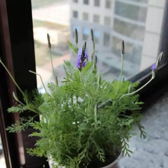 夏日天熱清香驅(qū)蚊盆栽，你知道多少？