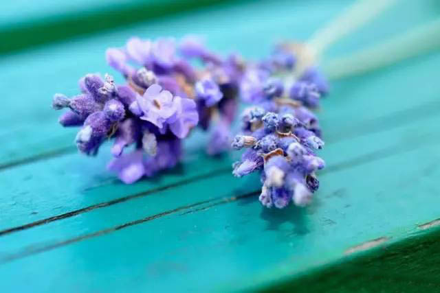 夏日天熱清香驅(qū)蚊盆栽，你知道多少？