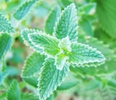 夏日天熱清香驅(qū)蚊盆栽，你知道多少？