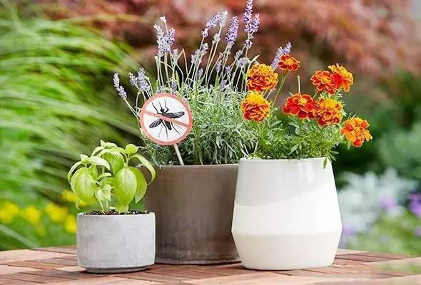 夏日天熱清香驅(qū)蚊盆栽，你知道多少？