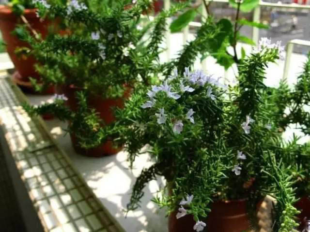 夏日天熱清香驅(qū)蚊盆栽，你知道多少？