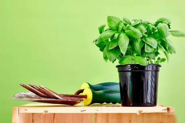 夏日天熱清香驅(qū)蚊盆栽，你知道多少？