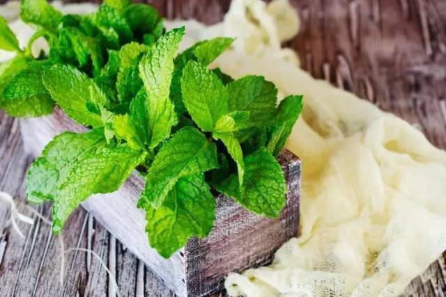 夏日天熱清香驅(qū)蚊盆栽，你知道多少？