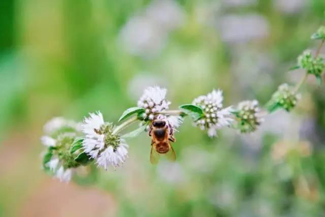 夏日天熱清香驅(qū)蚊盆栽，你知道多少？