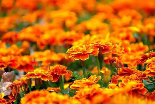 夏日天熱清香驅(qū)蚊盆栽，你知道多少？