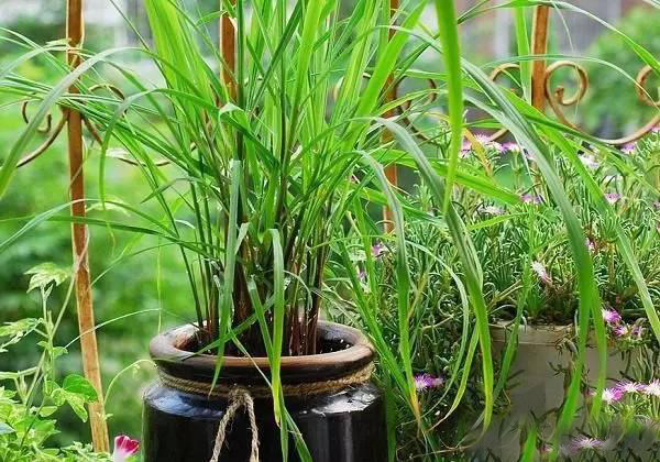 夏日天熱清香驅(qū)蚊盆栽，你知道多少？