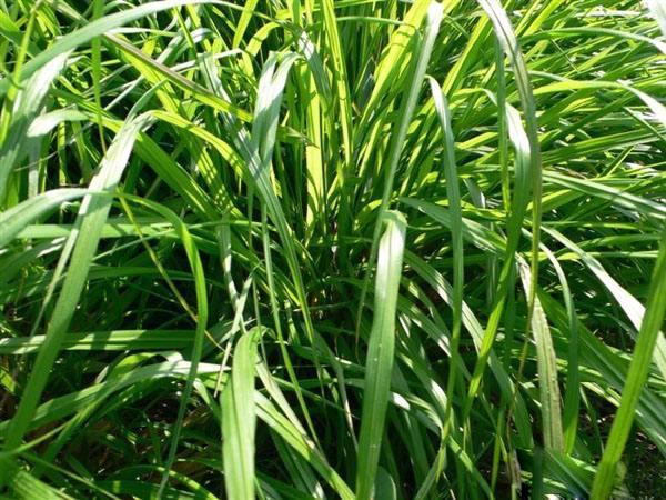 夏日天熱清香驅(qū)蚊盆栽，你知道多少？