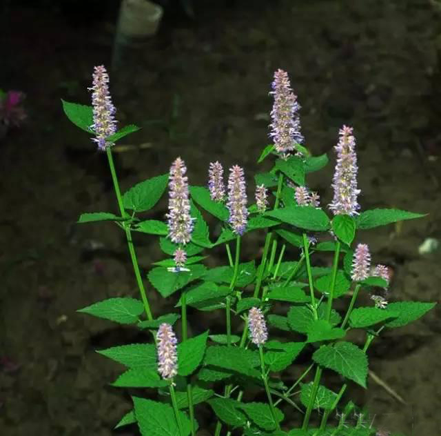 夏日天熱清香驅(qū)蚊盆栽，你知道多少？