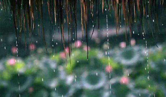 梅雨季節(jié)，養(yǎng)花怎么做？