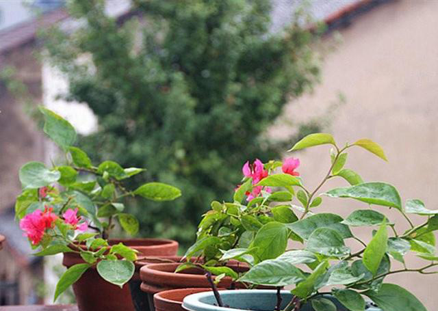 梅雨季節(jié)，養(yǎng)花怎么做？