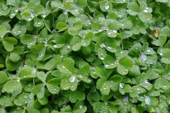 梅雨季節(jié)，養(yǎng)花怎么做？