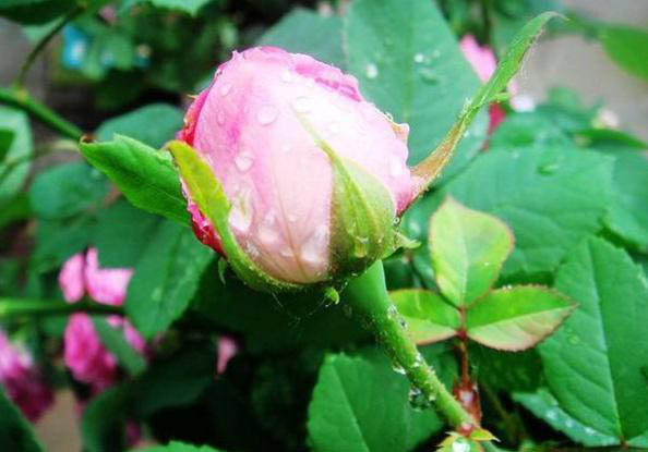 梅雨季節(jié)，養(yǎng)花怎么做？