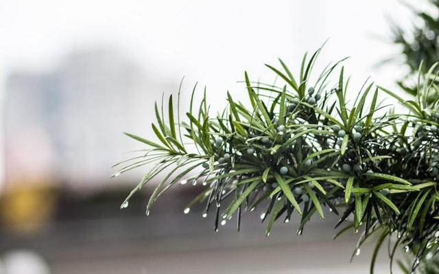 梅雨季節(jié)，養(yǎng)花怎么做？