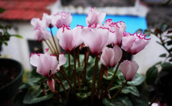 梅雨季節(jié)，養(yǎng)花怎么做？