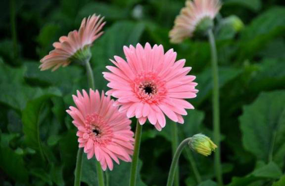 梅雨季節(jié)，養(yǎng)花怎么做？