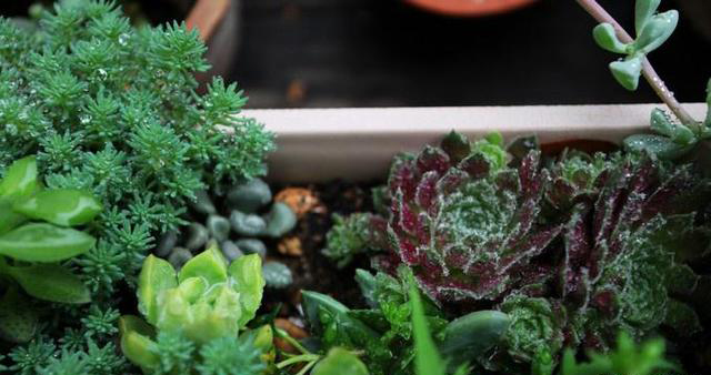 梅雨季節(jié)，養(yǎng)花怎么做？