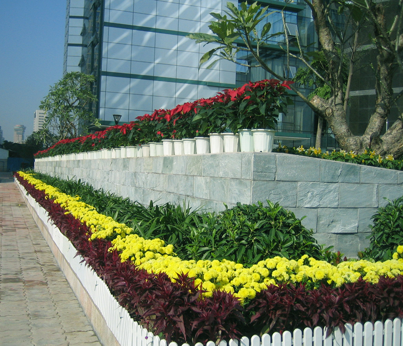 成都植物租擺 成都植物租擺