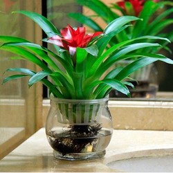 水培鴻運當(dāng)頭