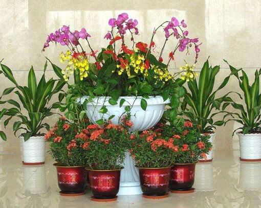 重慶綠植租擺公司哪家好，綠植對緩解眼睛視力疲勞有哪些好處