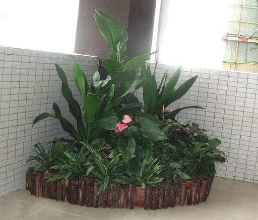 重慶綠植租擺公司哪家好，綠植對緩解眼睛視力疲勞有哪些好處