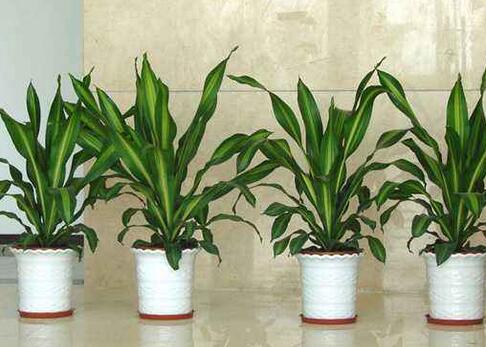 室內(nèi)觀葉植物如何選擇，應(yīng)該怎樣進(jìn)行養(yǎng)護(hù)