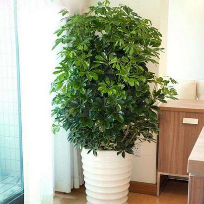 重慶植物租賃，如何防治盆栽植物鵝掌柴葉子脫落