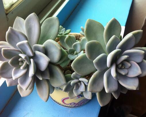 多肉植物根、莖、葉的作用有哪些?