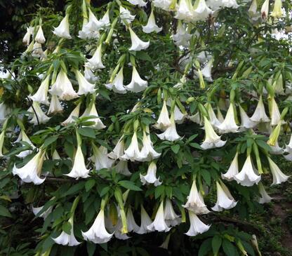 重慶綠植租擺，有些花草惹不得