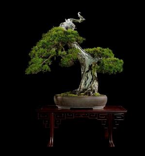 怎樣選購五針?biāo)捎酌?