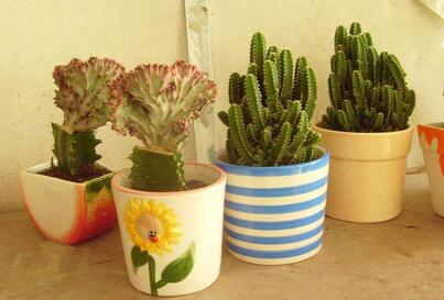 植物租賃價(jià)格影響因素有哪些，重慶植物租賃