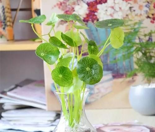 哪些植物能夠水培水養(yǎng)，水扶植物有哪些