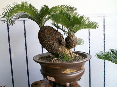 綠化,要好看更要實(shí)用