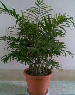 富貴椰子的養(yǎng)護要點