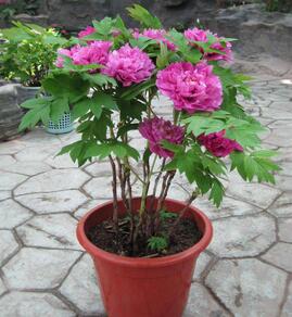 牡丹的養(yǎng)護(hù)知識