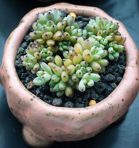 綠色植物花卉養(yǎng)護常識之一，溫度與光照