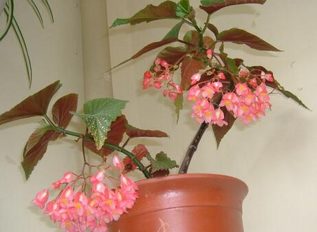 竹節(jié)秋海棠是什么，竹節(jié)秋海棠怎么養(yǎng)