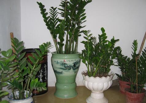 雪鐵芋和金錢樹的區(qū)別，金錢樹是什么