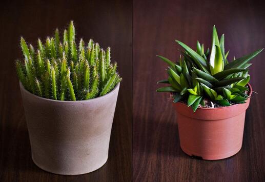 陽(yáng)臺(tái)盆栽的養(yǎng)護(hù)注意事項(xiàng)