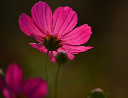 格?；ɑㄕZ賞析