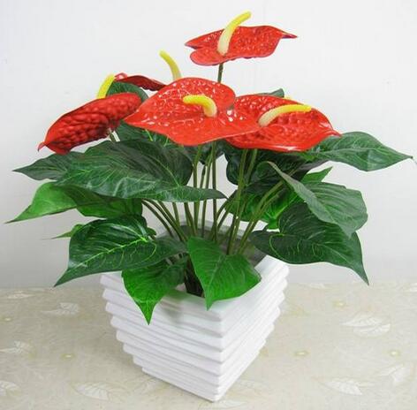 紅掌，紅黃綠的完美搭配