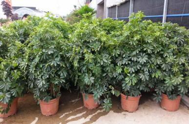 什么是搖錢樹，植物租賃過程中搖錢樹是如何養(yǎng)護(hù)的