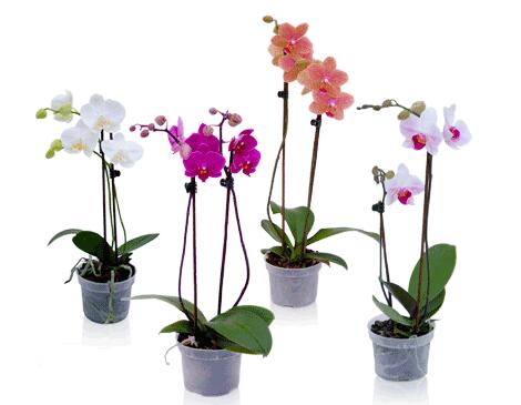 人工蝴蝶蘭冬春為何不開(kāi)花