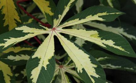 花葉木薯栽培養(yǎng)護方法和病蟲防止技巧