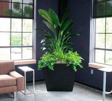 植物租擺注意事項(xiàng)