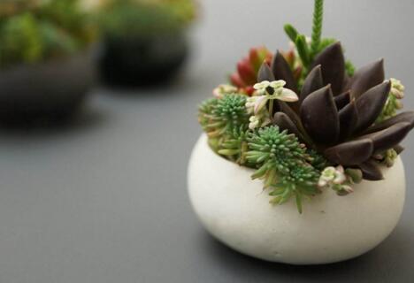 租擺植物多肉養(yǎng)護究竟有哪些好處
