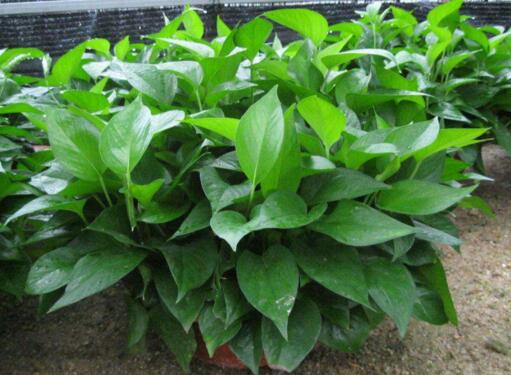 綠蘿為什么會(huì)滴水