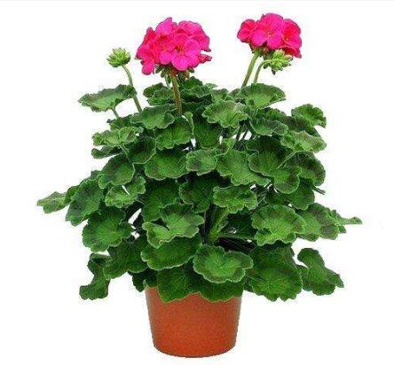 重慶植物養(yǎng)護之天竺葵的養(yǎng)殖注意事項