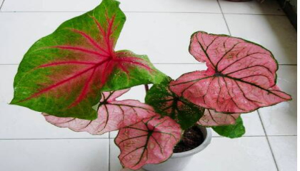 五彩芋養(yǎng)殖的詳細方法